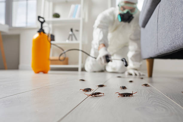 Post-Treatment Bed Bug Interceptor Monitoring in Heyworth